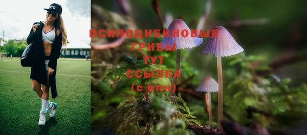 гашик Аркадак